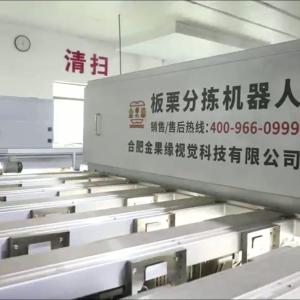 Best High Accuracy 8 lanes+8 outlets Chestnut Sorting Machine: Precise Sorting, Zero Loss wholesale