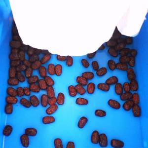 Best 3 Ton/H Output 1-Year Warranty Red Dates Sorting Machine With CE Certificates wholesale