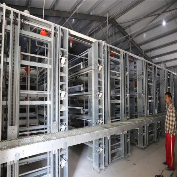 Cheap Farm Automatic Egg Collection System No Egg Breakage For Chicken Egg Land Saving for sale