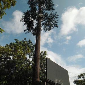 China Artificial Palm Tree Camouflage Telecom Tower Mobile Monopole Bionic Tree Wifi Signal on sale