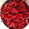 Strong Pungent Red Bullet Chilli Without Stem Dehydrating 30000 Shu for sale