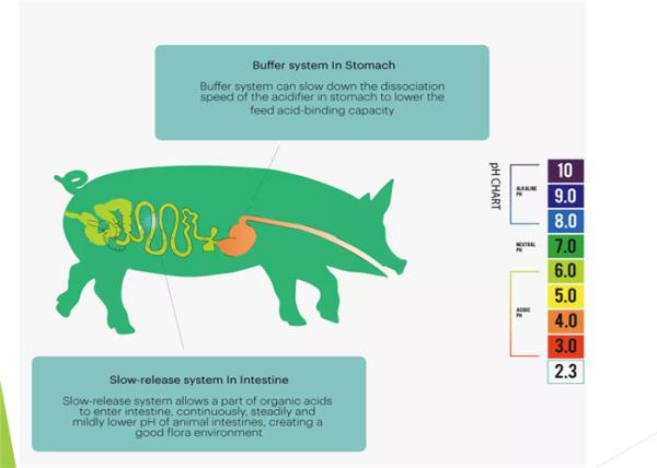 Cheap Organic Acidic Agent Feed Additive For Piglet for sale