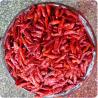 3CM Hot Pot Red Bullet Chilli Chaotian Pepper Stick Shape 20000 SHU for sale