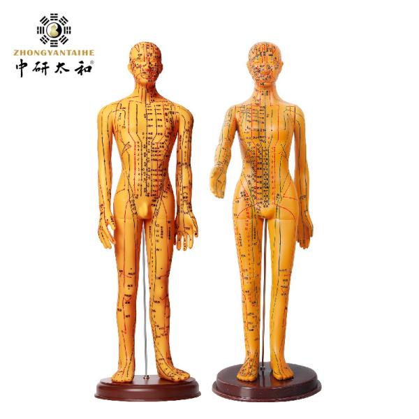Cheap Acupuncture Model With Flexible Joints For Learning Body Structure for sale