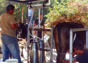 China Small Aluminum Bucket Mobile Milking Machine For Milking Cows , Sheep on sale