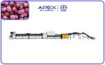 PLC Control Automatic Plum Fruit Sorting Machine With 99.9% Accuracy