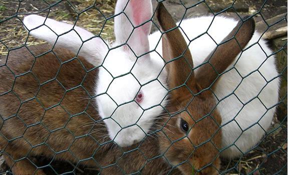 Cheap hexagonal wire netting,Chicken Wire Mesh,Galvanized Hexagonal Wire Netting for sale