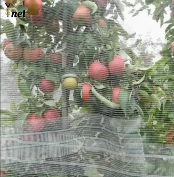 Cheap Anti Hail Nets for Apple Tree Agriculture Anti Hail Net Anti-hail Net With Pillars for sale