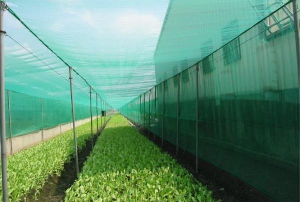 Cheap Farm Solution Nets, Crop Solution Netting, 30Mesh, 40Mesh, 50Mesh, Anti Insect Netting for sale