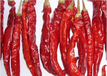 Cheap Stemless Erjingtiao Dried Chilis Sterilized Whole Chillies Pungent for sale