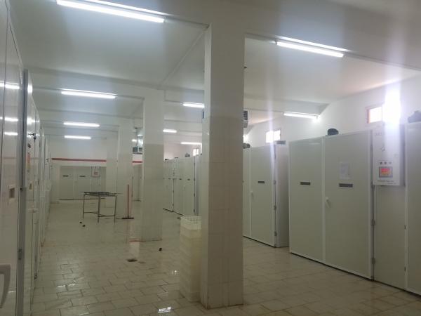 Cheap Cabinet Single Stage Incubator Automatic Turner 30000 High Capacity 6.5kw for sale