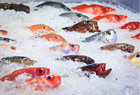 Top-Rated Ice Flake Making Machine for Competitive and Safe Shrimp Fish Processing
