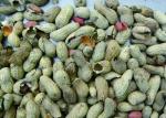Full Color RGB Camera Peanut With Shell Color Sorter Peanut Sorting Machine