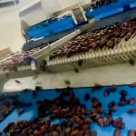 Computer Control High Capacity Dates Sorting Machine 8 Lane High Precision &