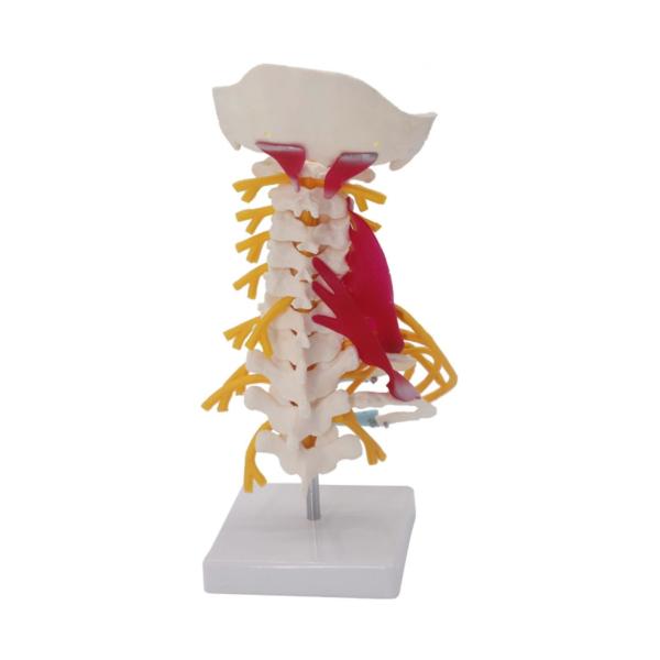Cheap Nerves Lumbar Cervical Vertebra Model For Study Display Teaching for sale