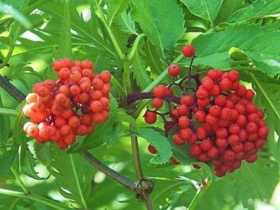 Cheap Elderberry Pure Extract 10:1; 20:1, antioxidant, anti-aging ingredient, supplement material, Shaanxi Yongyuan Bio-Tech for sale
