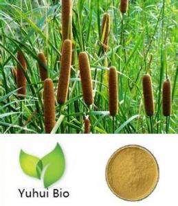 Best 100% Natural Cattail Pollen/Typha angustifolia Extract/Pollen Typhae P.E 10:1 wholesale