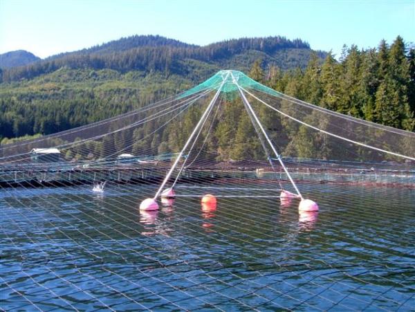 Cheap HDPE PE Material Anti Bird Net / Bird Control Netting Customized Length for sale