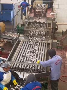 Best Four Models Automatic Fish Processing Line And Sorting Small Fish Line With 5-10T/H wholesale