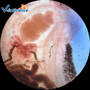 Best High Grade Parasitology Slides 30 Pcs / Set   Parasitology Parepared Slides wholesale