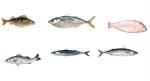 Four Models Automatic Fish Processing Line And Sorting Small Fish Line With 5