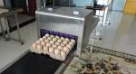 High Speed Dates Or Logo Egg Printing Machine With Computer Control