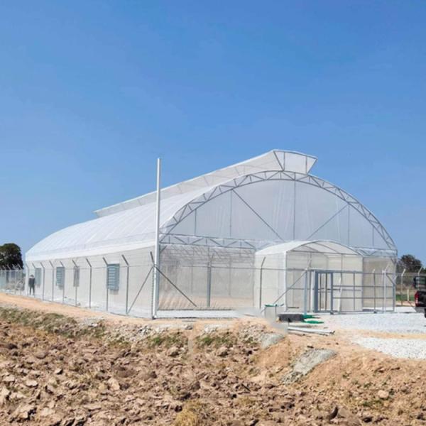 Cheap Umbrella Galvanized Greenhouse Frames Single Span Tropical Tunnel Automatic Vent for sale
