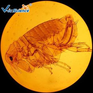 Best High Performance Parasitology Slides Flea Prepared Slide 5pcs Of Set wholesale