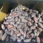 360° Rotating Dates Grading Machine High Precision Defect Detection Customizable