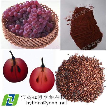 Cheap Best Grape Seed Extract OPC 95% for sale