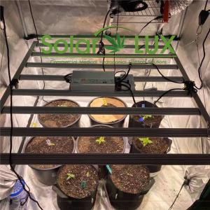 China Full Spectrum Hydroponic LED 800watt Lm301b Grow Light on sale