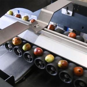 Best 8 Lanes 380V Dates Fruit Sorting Grading Machine Computer Control wholesale