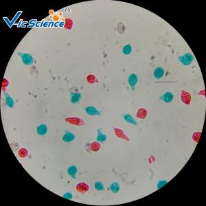 Best Laboratory Teaching Protozoa Algae 20pcs Microscope Glass Slides wholesale