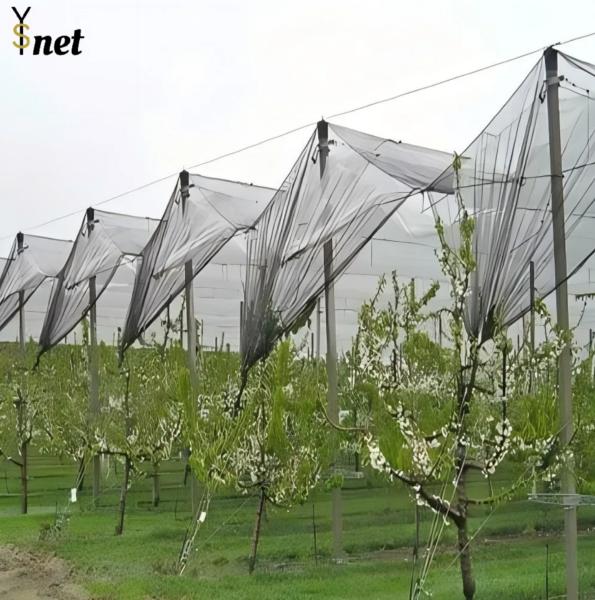 Cheap Durable Anti Hail Net 50m 100m Bird Netting For Grape Vines And Apple Tree for sale