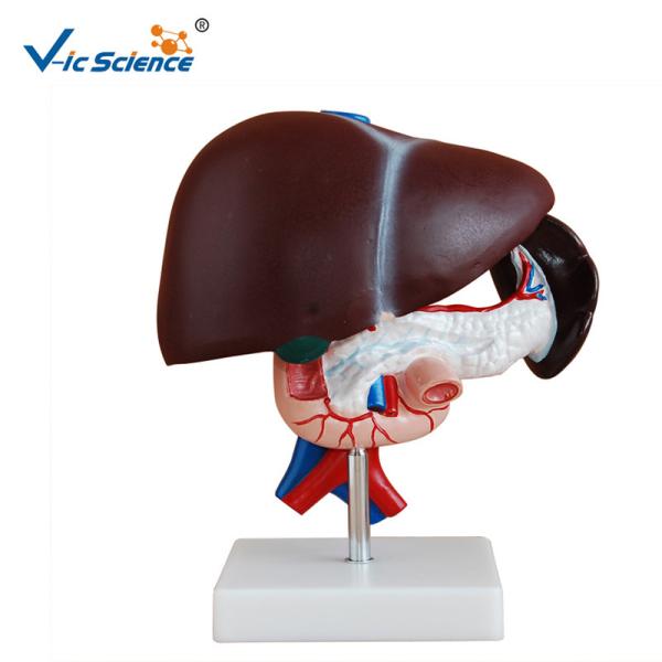 Cheap Liver Pancreas And Duodenum Human Anatomical Model Medical Science Model for sale
