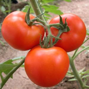 China Tomato Plant Growth Tunnel Plastic Greenhouse Film Covering UV Treated on sale