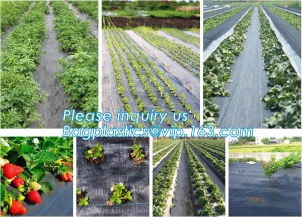 Cheap mesh bag,insect net,anti hail net,weed mat,Polyester fiberglass anti insect net for insect screen window,anti insect mes for sale
