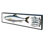 Open Frame Shelf Edge Lcd Display Customized Color 50,000 Hours Panel Life