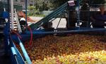 Fully Automatic Apple Juice Production Line Advanced Preliminary Array