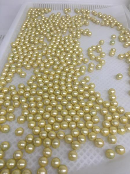 Cheap Plastic Drying Trays For Drying Paintball for sale