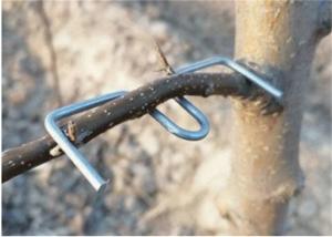 China 13CM Length Galvanized Tree Branch Pressing Tool Furit Trees Use on sale