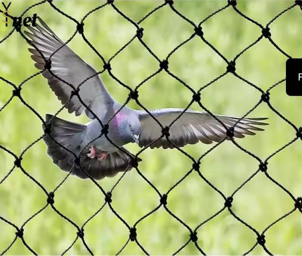 Cheap Black Polyethylene Mesh Netting Customized Bird Net For Vegetable Garden for sale