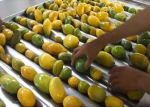 China Advanced Dried Mango Processing Machine / Commercial Mango Drying Machine on sale