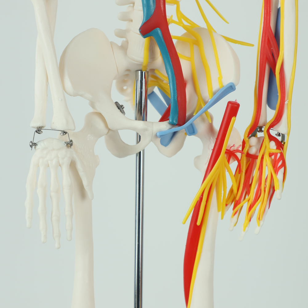 Teaching Model with Chromatic Vessels Nerves Skeleton Model with Stand Anatomy 85 cm Human Skeleton Model