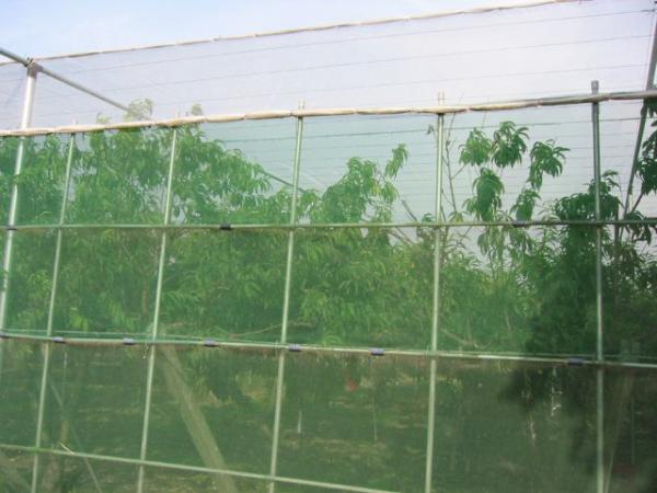 HDPE Monofilament Inst Mesh Netting 20 30 40 50 Mesh Count Anti Insect Proofing