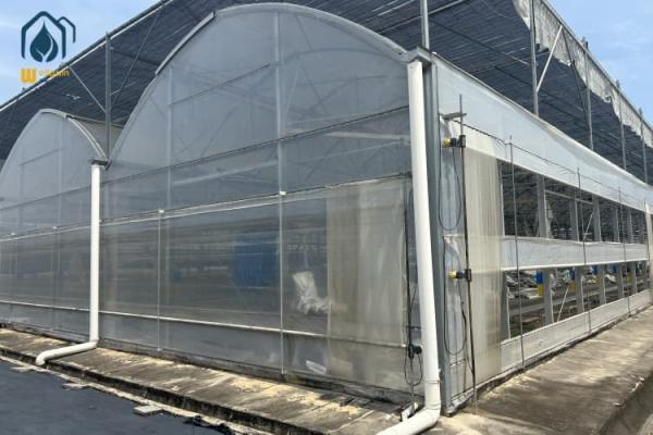 Cheap Plastic Multi Span Eco Friendly Greenhouse With Temperature Controlled Growing for sale
