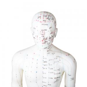 Best 50cm Point Male Acupuncture Model Human Body GMP Certificate wholesale