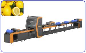 Best High Speed Fruit Sorting System Intelligent 1 Channel Lemon Sorting Machine wholesale