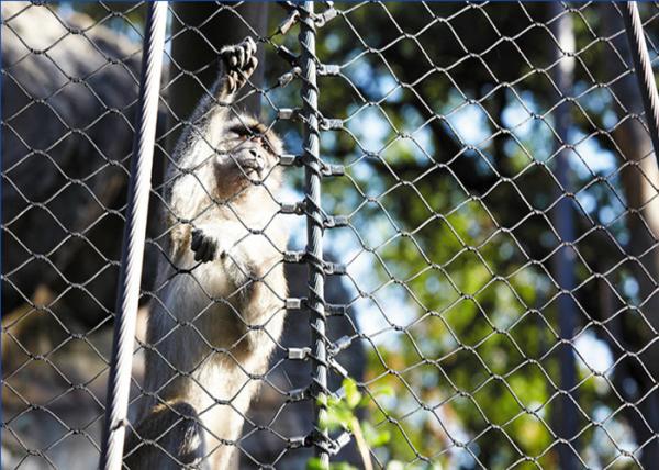Cheap AISI316 Inox Zoo Wire Mesh Transparent Zoo Aviary Netting Weather Resistant for sale