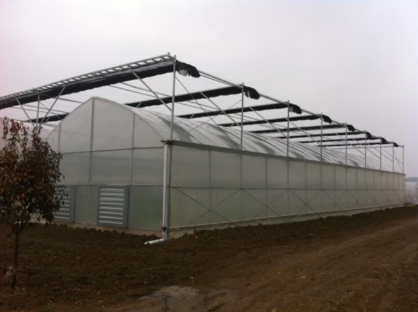 Cheap High Output Hydroponic Lettuce Greenhouse Wind Load 100KM/H With Multi Layer Rack for sale